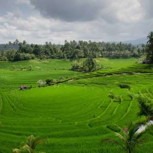 Sawah Jatiluwih