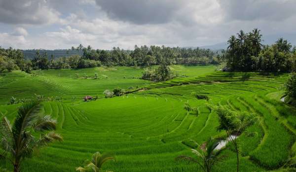Sawah Jatiluwih